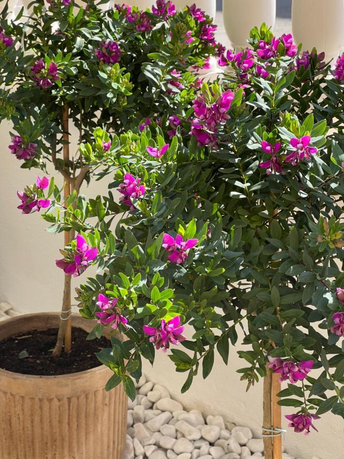 Fresh Apartment, 2 Bedroom, 2 Bathroom, 2 Lovely Poolareas Los Alcázares Εξωτερικό φωτογραφία